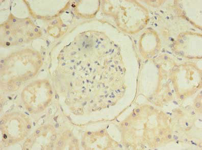 Immunohistochemistry of paraffin-embedded human kidney tissue using the antibody at dilution of 1:100