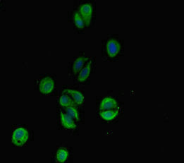 Immunofluorescent analysis of HepG2 cells using TSBP1 Antibody at dilution of 1:100 and Alexa Fluor 488-congugated AffiniPure Goat Anti-Rabbit IgG(H+L)Rabbit anti-Human TSBP1 Polyclonal Antibody