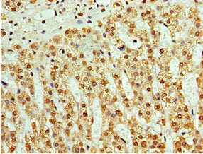 Immunohistochemistry of paraffin-embedded human adrenal gland tissue using ATAD3B Antibody at dilution of 1:100Rabbit anti-Human ATAD3B Polyclonal Antibody