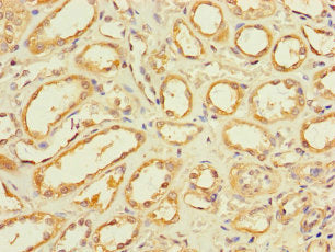 Immunohistochemistry of paraffin-embedded human kidney tissue using GLT8D1 Antibody at dilution of 1:100Rabbit anti-Human GLT8D1 Polyclonal Antibody