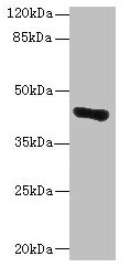 Western blot  | All lanes: GLT8D1 antibody at 10µg/ml + Mouse liver tissue  | Secondary  | Goat polyclonal to rabbit IgG at 1/10000 dilution  | Predicted band size: 42, 29 kDa  | Observed band size: 42 kDaRabbit anti-Human GLT8D1 Polyclonal Antibody