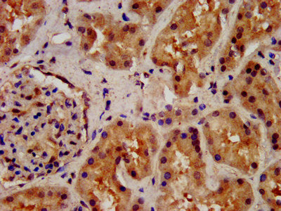 IHC image of WLS Antibody diluted at 1:200 and staining in paraffin-embedded human kidney tissue performed on a Leica BondTM system. After dewaxing and hydration, antigen retrieval was mediated by high pressure in a citrate buffer (pH 6.0). Section was blocked with 10% normal goat serum 30min at RT. Then primary antibody (1% BSA) was incubated at 4°C overnight. The primary is detected by a biotinylated secondary antibody and visualized using an HRP conjugated SP system.Rabbit anti-Human WLS Polyclonal Antibody