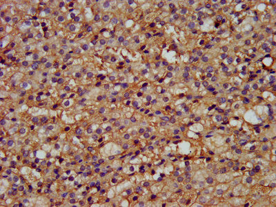IHC image of WLS Antibody diluted at 1:200 and staining in paraffin-embedded human adrenal gland tissue performed on a Leica BondTM system. After dewaxing and hydration, antigen retrieval was mediated by high pressure in a citrate buffer (pH 6.0). Section was blocked with 10% normal goat serum 30min at RT. Then primary antibody (1% BSA) was incubated at 4°C overnight. The primary is detected by a biotinylated secondary antibody and visualized using an HRP conjugated SP system.Rabbit anti-Human WLS Polyclonal Antibody