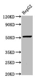 Western Blot  | Positive WB detected in: HepG2 whole cell lysate  | All lanes: WLS antibody at 5.4µg/ml  | Secondary  | Goat polyclonal to rabbit IgG at 1/50000 dilution  | Predicted band size: 63, 52 kDa  | Observed band size: 52 kDaRabbit anti-Human WLS Polyclonal Antibody