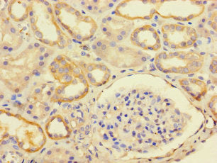 Immunohistochemistry of paraffin-embedded human kidney tissue using the antibody at dilution of 1:100