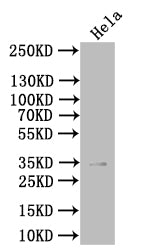 Western BlotPositive WB detected in: Hela whole cell lysateAll lanes: PVRIG antibody at 1:1000SecondaryGoat polyclonal to rabbit IgG at 1/50000 dilutionPredicted band size: 35 kDaObserved band size: 35 kDaRabbit anti-Human PVRIG Polyclonal Antibody