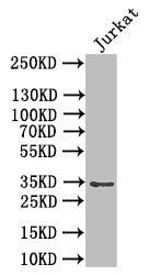 Western BlotPositive WB detected in: JK whole cell lysateAll lanes: PVRIG antibody at 1:1000SecondaryGoat polyclonal to rabbit IgG at 1/50000 dilutionPredicted band size: 35 kDaObserved band size: 35 kDaRabbit anti-Human PVRIG Polyclonal Antibody