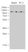 Western Blot Positive WB detected in: HepG2 whole cell lysate, PC-3 whole cell lysate All lanes: GPRC6A antibody at 1:500 Secondary Goat polyclonal to rabbit IgG at 1/50000 dilution Predicted band size: 105, 85, 97 kDa Observed band size: 105 kDaRabbit anti-Human GPRC6A Polyclonal Antibody