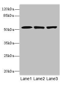 Western blot | All lanes: CPSF3Lantibody at 4.2μg/ml | Lane 1: Colo320 whole cell lysate | Lane 2: Hela whole cell lysate | Lane 3: MCF-7 whole cell lysate | Secondary | Goat polyclonal to rabbit IgG at 1/10000 dilution | Predicted band size: 68, 57, 66, 65, 69 kDa | Observed band size: 68 kDa