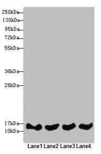 Western blot  | All lanes: REEP5 antibody at 4.56µg/ml  | Lane 1: Jurkat whole cell lysate  | Lane 2: MCF-7 whole cell lysate  | Lane 3: K562 whole cell lysate  | Lane 4: Hela whole cell lysate  | Secondary  | Goat polyclonal to rabbit IgG at 1/10000 dilution  | Predicted band size: 22, 15 kDa  | Observed band size: 15 kDaRabbit anti-Human REEP5 Polyclonal Antibody