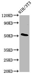Western Blot | Positive WB detected in: NIH/3T3 whole cell lysate | All lanes: ODR4 antibody at 4.8μg/ml | Secondary | Goat polyclonal to rabbit IgG at 1/50000 dilution | Predicted band size: 52, 49, 38, 48 kDa | Observed band size: 52 kDaRabbit anti-Human ODR4 Polyclonal Antibody