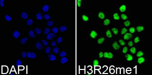 Immunofluorescence analysis of 293T cell using  H3R26me1 antibody. Blue: DAPI for nuclear staining.Rabbit anti-Human HIST3H3 Polyclonal Antibody