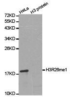 Western blot analysis of extracts of HeLa cell line and H3 protein expressed in E.coli., using H3R26me1 antibody.Rabbit anti-Human HIST3H3 Polyclonal Antibody