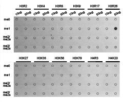 Dot-blot analysis of all sorts of methylation peptides  using H3R26me1 antibody.Rabbit anti-Human HIST3H3 Polyclonal Antibody