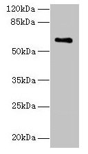 Western blot  | All lanes: CWF19L1 antibody at 4µg/ml + Raji whole cell lysate  | Secondary  | Goat polyclonal to rabbit IgG at 1/10000 dilution  | Predicted band size: 61, 28, 46 kDa  | Observed band size: 61 kDaRabbit anti-Human CWF19L1 Polyclonal Antibody