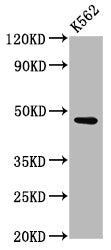 Western Blot  | Positive WB detected in: K562 whole cell lysate  | All lanes: BROX antibody at 3µg/ml  | Secondary  | Goat polyclonal to rabbit IgG at 1/50000 dilution  | Predicted band size: 47, 43 kDa  | Observed band size: 47 kDa