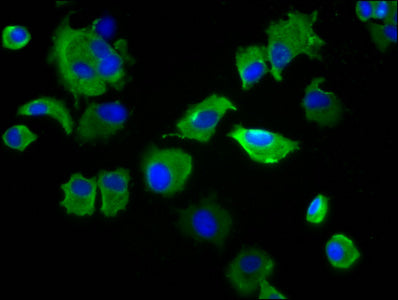 Immunofluorescence staining of MCF-7 cells with SIRPB1 Antibody at 1:133, counter-stained with DAPI. The cells were fixed in 4% formaldehyde, permeabilized using 0.2% Triton X-100 and blocked in 10% normal Goat Serum. The cells were then incubated with the antibody overnight at 4°C. The secondary antibody was Alexa Fluor 488-congugated AffiniPure Goat Anti-Rabbit IgG(H+L).Rabbit anti-Human SIRPB1 Polyclonal Antibody