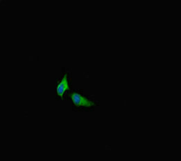 Immunofluorescent analysis of Hela cells using METTL21C Antibody at dilution of 1:100 and Alexa Fluor 488-congugated AffiniPure Goat Anti-Rabbit IgG(H+L)