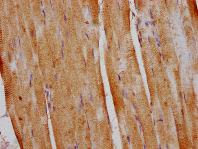 IHC image of DUSP13 Antibody diluted at 1:400 and staining in paraffin-embedded human skeletal muscle tissue performed on a Leica BondTM system. After dewaxing and hydration, antigen retrieval was mediated by high pressure in a citrate buffer (pH 6.0). Section was blocked with 10% normal goat serum 30min at RT. Then primary antibody (1% BSA) was incubated at 4°C overnight. The primary is detected by a biotinylated secondary antibody and visualized using an HRP conjugated SP system.Rabbit anti-Human DUSP13 Polyclonal Antibody