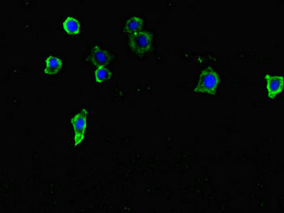 Immunofluorescent analysis of HepG2 cells using TENT5C Antibody at dilution of 1:100 and Alexa Fluor 488-congugated AffiniPure Goat Anti-Rabbit IgG(H+L)Rabbit anti-Human TENT5C Polyclonal Antibody