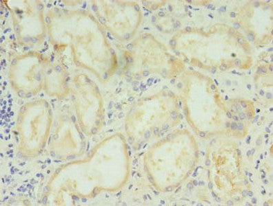Immunohistochemistry of paraffin-embedded human kidney tissue using the antibody at dilution of 1:100