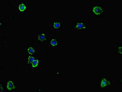Immunofluorescent analysis of HepG2 cells using NCR3LG1 Antibody at dilution of 1:100 and Alexa Fluor 488-congugated AffiniPure Goat Anti-Rabbit IgG(H+L)Rabbit anti-Human NCR3LG1 Polyclonal Antibody