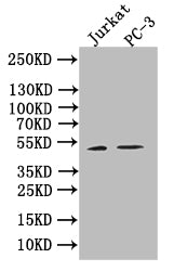 Western BlotPositive WB detected in: JK whole cell lysate, PC-3 whole cell lysate All lanes: NCR3LG1 antibody at 1:2000SecondaryGoat polyclonal to rabbit IgG at 1/50000 dilutionPredicted band size: 51/80 kDaObserved band size: 51 kDaRabbit anti-Human NCR3LG1 Polyclonal Antibody