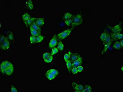 Immunofluorescent analysis of PC-3 cells using C19orf48 Antibody at dilution of 1:100 and Alexa Fluor 488-congugated AffiniPure Goat Anti-Rabbit IgG(H+L)