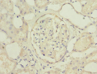 Immunohistochemistry of paraffin-embedded human kidney tissue using the antibody at dilution of 1:100