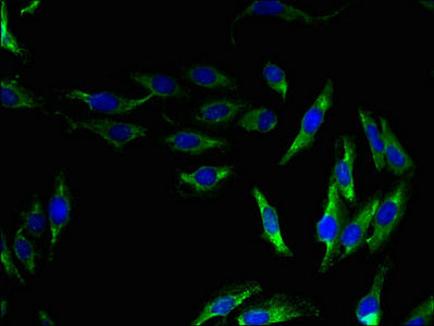 Immunofluorescent analysis of Hela cells using the antibody at dilution of 1:100 and Alexa Fluor 488-congugated AffiniPure Goat Anti-Rabbit IgG(H+L)Rabbit anti-Human OPN5 Polyclonal Antibody