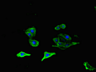 Immunofluorescent analysis of HepG2 cells using OLFML1 Antibody at dilution of 1:100 and Alexa Fluor 488-congugated AffiniPure Goat Anti-Rabbit IgG(H+L)Rabbit anti-Human OLFML1 Polyclonal Antibody