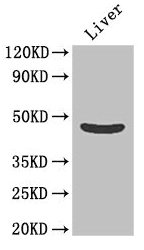 Western Blot  | Positive WB detected in: Mouse liver tissue  | All lanes: OLFML1 antibody at 2µg/ml  | Secondary  | Goat polyclonal to rabbit IgG at 1/50000 dilution  | Predicted band size: 46 kDa  | Observed band size: 46 kDaRabbit anti-Human OLFML1 Polyclonal Antibody