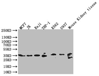 Western BlotPositive WB detected in: MCF7 whole cell lysate, JK whole cell lysate, Raji whole cell lysate, THP-1 whole cell lysate, K562 whole cell lysate,U937 whole cell lysate,Mouse Kidney tissue lysate All lanes: CLEC9A antibody at 1:1000SecondaryGoat polyclonal to rabbit IgG at 1/40000 dilutionPredicted band size: 27 kDaObserved band size: 35 kDaRabbit anti-Human CLEC9A Polyclonal Antibody