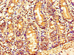 Immunohistochemistry of paraffin-embedded human small intestine tissue using FAM151B Antibody at dilution of 1:100Rabbit anti-Human FAM151B Polyclonal Antibody