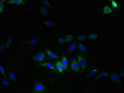 Immunofluorescent analysis of HepG2 cells using LRRC8E Antibody at dilution of 1:100 and Alexa Fluor 488-congugated AffiniPure Goat Anti-Rabbit IgG(H+L)