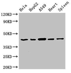 Western Blot  | Positive WB detected in: Hela whole cell lysate, HepG2 whole cell lysate, A549 whole cell lysate, Rat heart tissue, Rat spleen tissue  | All lanes: EIF3M antibody at 2.7µg/ml  | Secondary  | Goat polyclonal to rabbit IgG at 1/50000 dilution  | Predicted band size: 43, 28 kDa  | Observed band size: 43 kDaRabbit anti-Human EIF3M Polyclonal Antibody