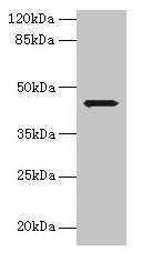 Western blot  | All lanes: WDR74 antibody at 0.5µg/ml + Hela whole cell lysate  | Secondary  | Goat polyclonal to rabbit IgG at 1/10000 dilution  | Predicted band size: 43, 41 kDa  | Observed band size: 43 kDaRabbit anti-Human WDR74 Polyclonal Antibody