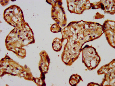 IHC image of CD300LG Antibody diluted at 1:200 and staining in paraffin-embedded human placenta tissue performed on a Leica BondTM system. After dewaxing and hydration, antigen retrieval was mediated by high pressure in a citrate buffer (pH 6.0). Section was blocked with 10% normal goat serum 30min at RT. Then primary antibody (1% BSA) was incubated at 4°C overnight. The primary is detected by a biotinylated secondary antibody and visualized using an HRP conjugated SP system.Rabbit anti-Human CD300LG Polyclonal Antibody