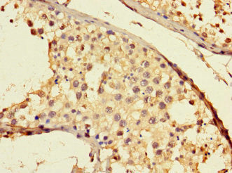 Immunohistochemistry of paraffin-embedded human testis tissue using the antibody at dilution of 1:100Rabbit anti-Human THADA Polyclonal Antibody