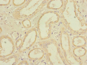 Immunohistochemistry of paraffin-embedded human kidney tissue using the antibody at dilution of 1:100Rabbit anti-Human REEP3 Polyclonal Antibody