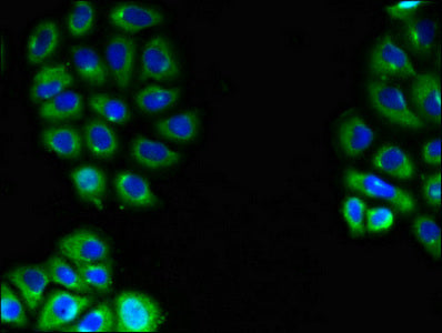 Immunofluorescent analysis of A549 cells using EMB Antibody at dilution of 1:100 and Alexa Fluor 488-congugated AffiniPure Goat Anti-Rabbit IgG(H+L)Rabbit anti-Human EMB Polyclonal Antibody