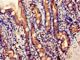 Immunohistochemistry of paraffin-embedded human small intestine tissue using EMB Antibody at dilution of 1:100Rabbit anti-Human EMB Polyclonal Antibody