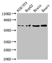 Western Blot | Positive WB detected in: NIH/3T3 whole cell lysate, HepG2 whole cell lysate, Mouse brain tissue, Rat heart tissue | All lanes: EMB antibody at 3μg/ml | Secondary | Goat polyclonal to rabbit IgG at 1/50000 dilution | Predicted band size: 37, 32 kDa | Observed band size: 70 kDaRabbit anti-Human EMB Polyclonal Antibody