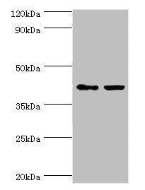 Western blot | All lanes: GTF2H2C antibody at 8μg/ml | Lane 1: HepG2 whole cell lysate | Lane 2: K562 whole cell lysate | Secondary | Goat polyclonal to rabbit IgG at 1/10000 dilution | Predicted band size: 44 kDa | Observed band size: 44 kDaRabbit anti-Human GTF2H2C Polyclonal Antibody