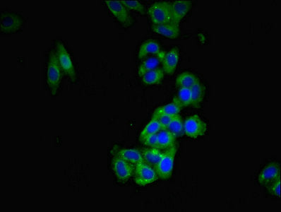Immunofluorescent analysis of HepG2 cells using FAM171B Antibody at dilution of 1:100 and Alexa Fluor 488-congugated AffiniPure Goat Anti-Rabbit IgG(H+L)Rabbit anti-Human FAM171B Polyclonal Antibody