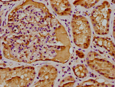 IHC image of BRAT1 Antibody diluted at 1:300 and staining in paraffin-embedded human kidney tissue performed on a Leica BondTM system. After dewaxing and hydration, antigen retrieval was mediated by high pressure in a citrate buffer (pH 6.0). Section was blocked with 10% normal goat serum 30min at RT. Then primary antibody (1% BSA) was incubated at 4°C overnight. The primary is detected by a biotinylated secondary antibody and visualized using an HRP conjugated SP system.