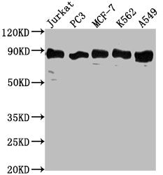 Western Blot | Positive WB detected in: Jurkat whole cell lysate, PC3 whole cell lysate, MCF-7 whole cell lysate, K562 whole cell lysate, A549 whole cell lysate | All lanes: BRAT1 antibody at 1:2000 | Secondary | Goat polyclonal to rabbit IgG at 1/50000 dilution | Predicted band size: 89, 31, 32 kDa | Observed band size: 89 kDa