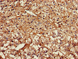Immunohistochemistry of paraffin-embedded human adrenal gland tissue using NPSR1 Antibody at dilution of 1:100Rabbit anti-Human NPSR1 Polyclonal Antibody