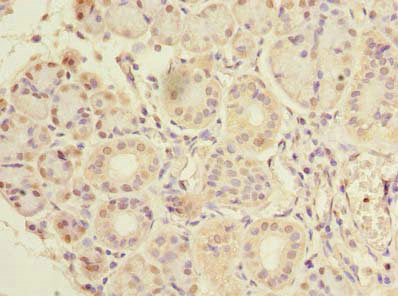 Immunohistochemistry of paraffin-embedded human pancreatic tissue using CFAP65 Antibody at dilution of 1:100Rabbit anti-Human CFAP65 Polyclonal Antibody