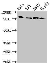 Western Blot  | Positive WB detected in: Hela whole cell lysate, 293 whole cell lysate, A549 whole cell lysate, HepG2 whole cell lysate  | All lanes: MACC1 antibody at 3µg/ml  | Secondary  | Goat polyclonal to rabbit IgG at 1/50000 dilution  | Predicted band size: 97 kDa  | Observed band size: 97 kDa